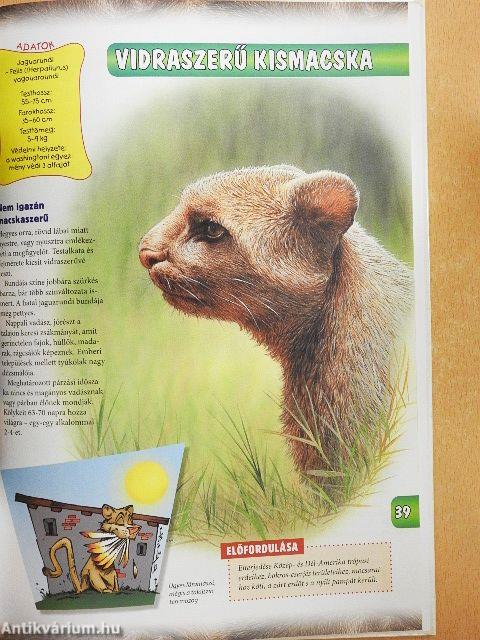 Nagymacskák és kis rokonaik