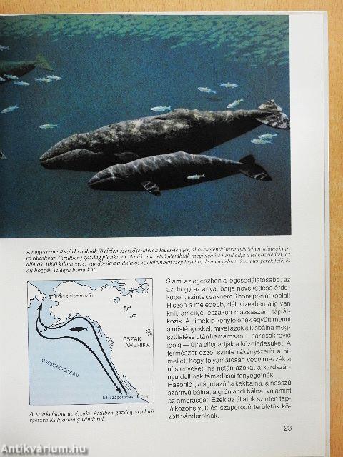 Vándorutak az állatvilágban