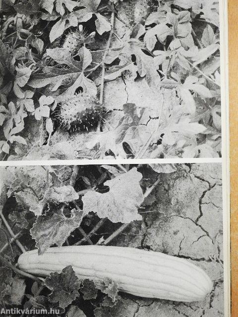 Házikerti kézikönyv