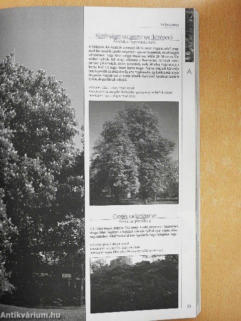 Cserjék és díszfák