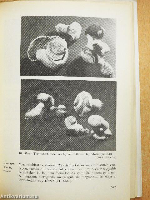 Gombatermesztési útmutató