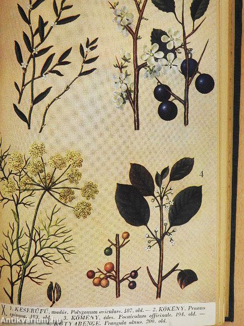 Gyógynövények gyógyhatásai