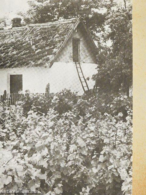 Szőlő a házikertben