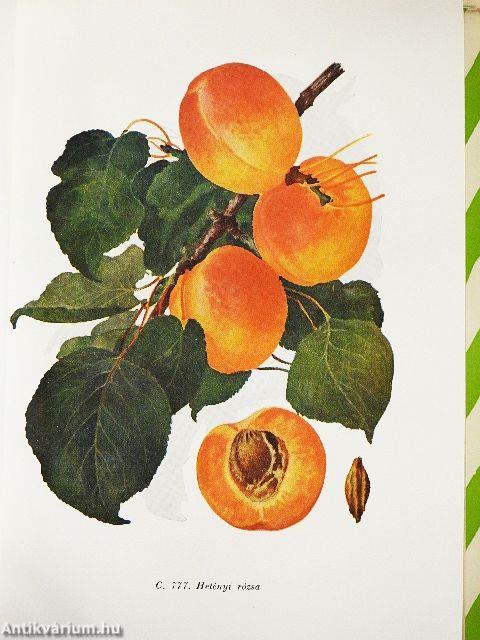 A kajszibarack és termesztése