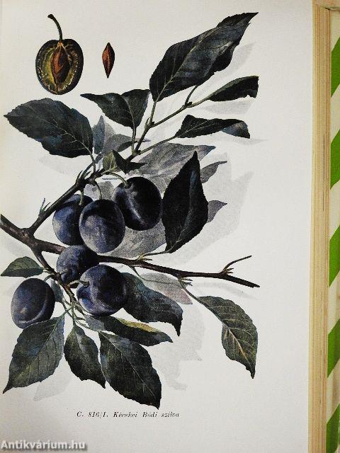 A kajszibarack és termesztése