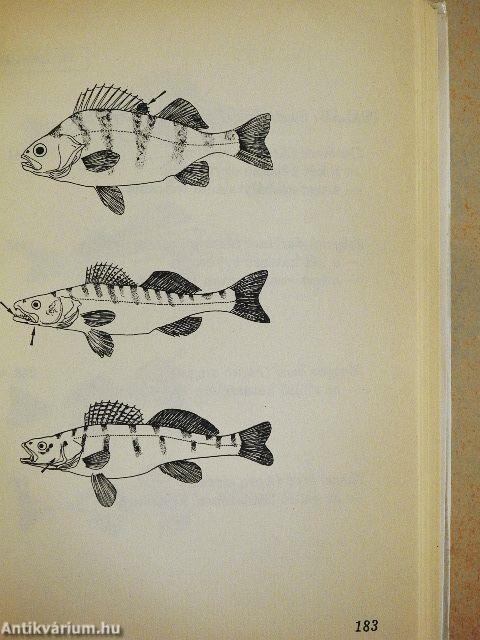 Halbiológia horgászoknak