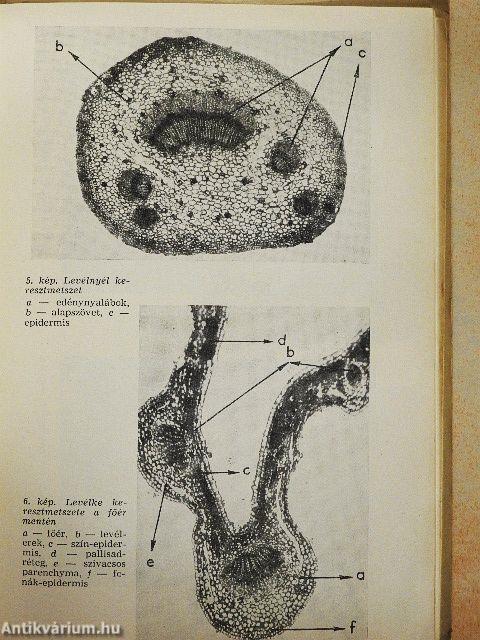 A szamóca, a málna és a szeder termesztése