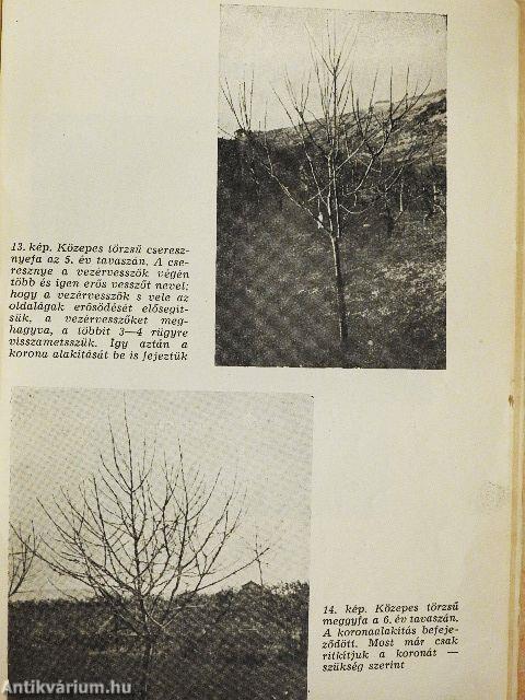 A házikert gyümölcsöse