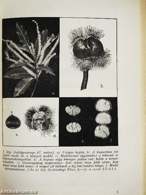 Gesztenye, mandula, mogyoró