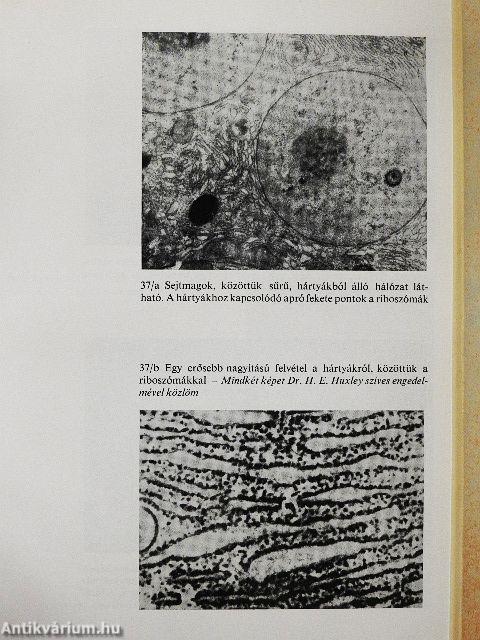 Az élet fonala