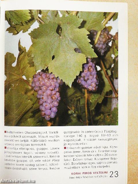 A szőlőfajtákról