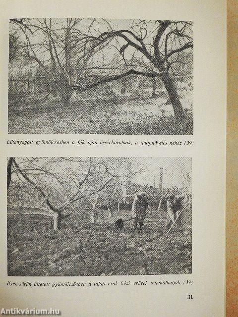 A gyümölcsfák metszése képekben