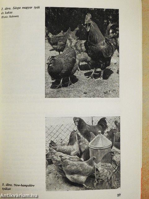 Baromfi a ház körül