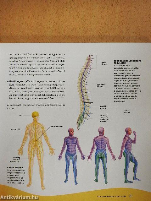 Hátfájósok kézikönyve