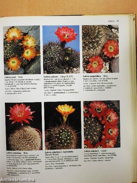 Kaktuszok képes lexikona