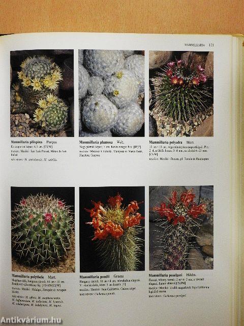 Kaktuszok képes lexikona