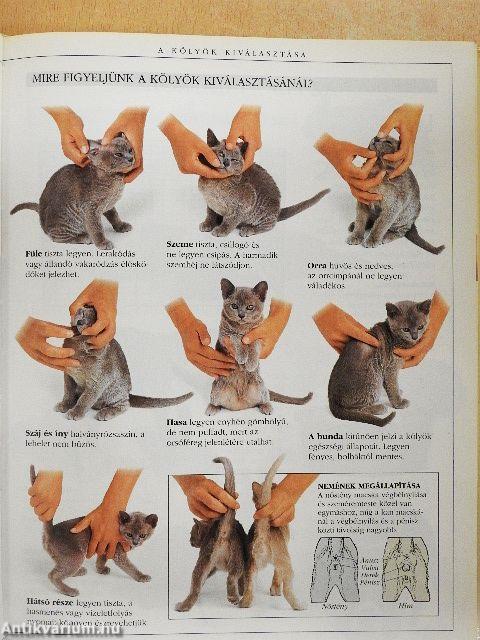 A macskatartás nagy kézikönyve