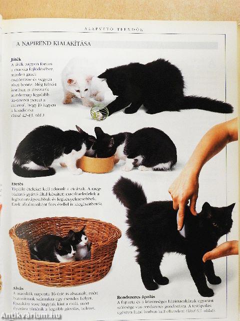 A macskatartás nagy kézikönyve