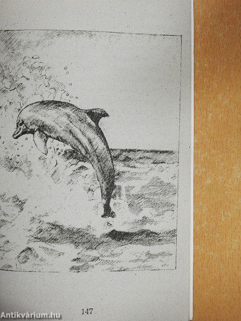 Kinn a nyílt tengeren