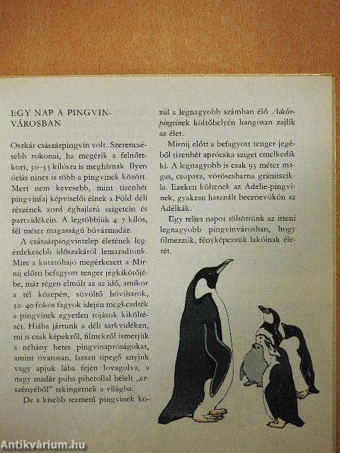 Amiről a jégvilág mesél