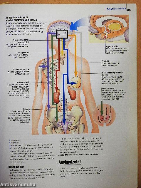 Családi orvosi kalauz