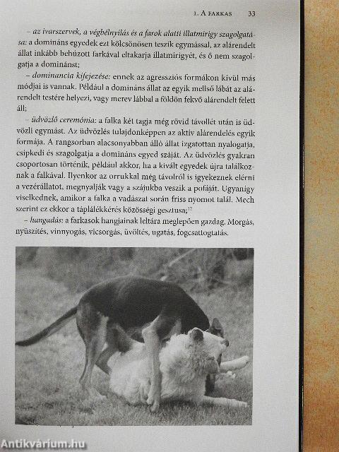 A kutyák szőrös gyerekek