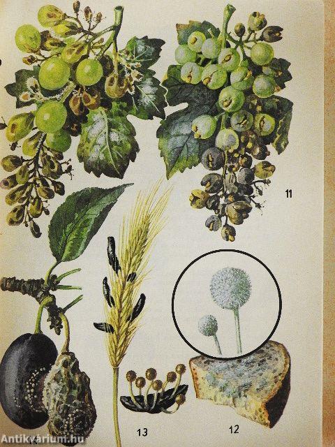 Kis növényhatározó rendszertani és ökológiai tájékoztatóval