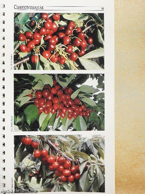 Gyümölcsfajták II.