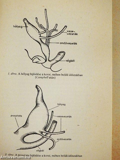Tanácsok prosztatabetegeknek
