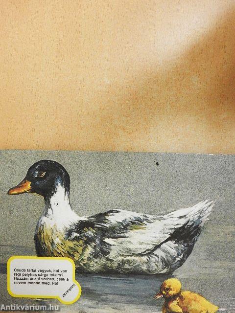 Erdőn mezőn kérdezgető