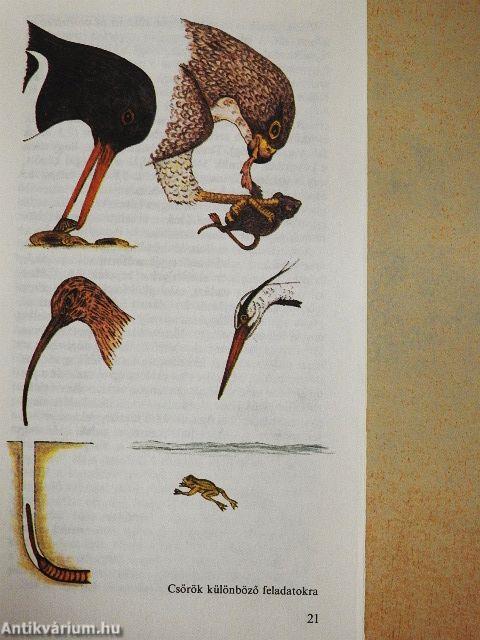 Hogyan vadásznak az állatok?