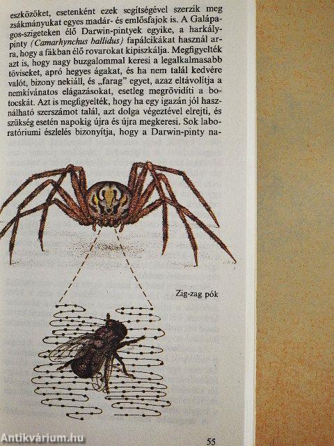 Hogyan vadásznak az állatok?