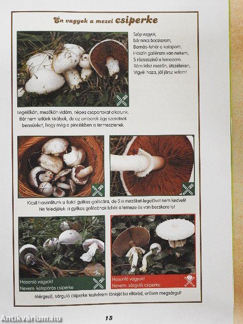 Mesélnek a gombák