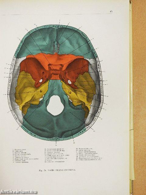 Az ember anatómiájának atlasza I-III.