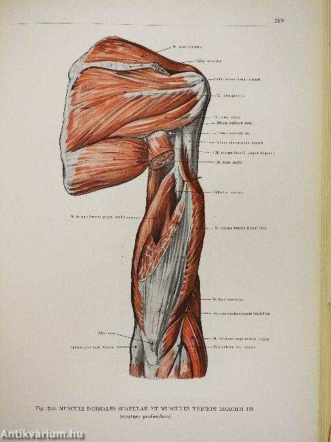 Az ember anatómiájának atlasza I-III.