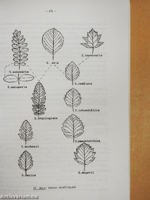 Kertészeti dendrológia