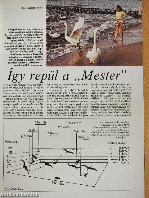 Repülő Háttér 1988/11.