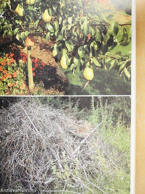 Gyümölcsfák metszése