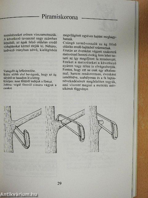 Gyümölcsfák metszése