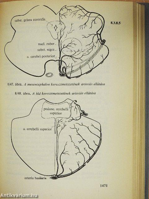 Functionalis anatomia 3.