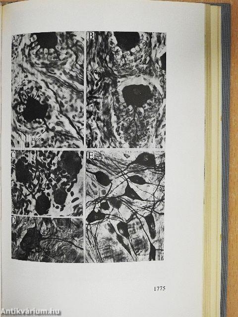 Functionalis anatomia 3.