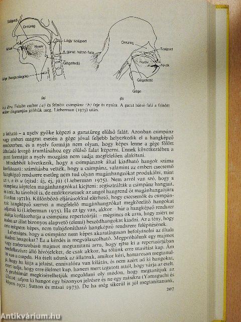 Az emberré vált főemlős