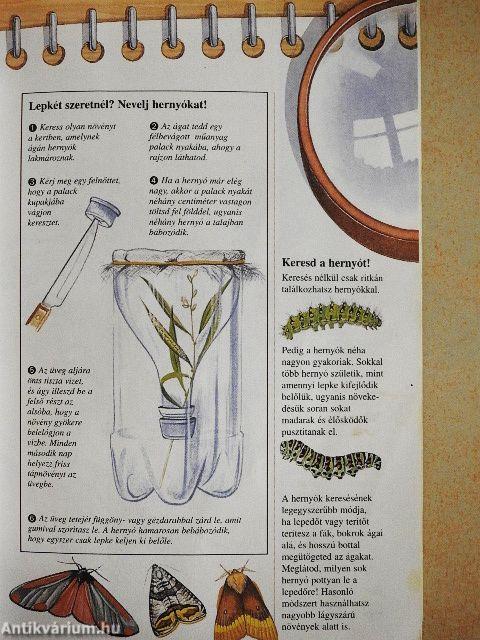 Lepkék és hernyók