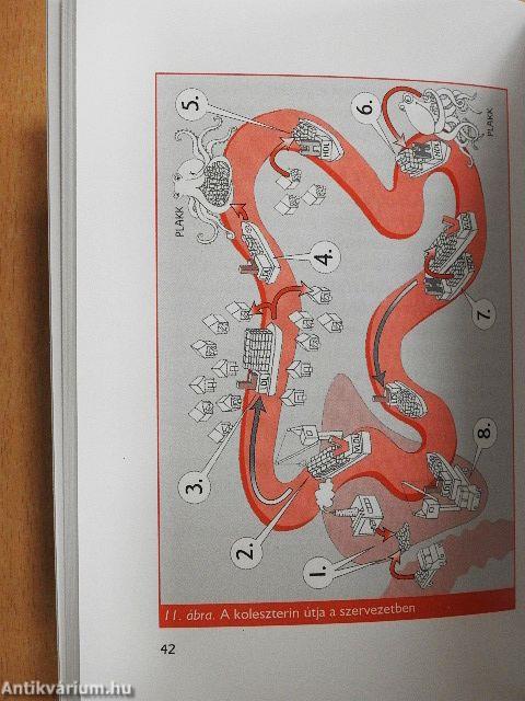 Koleszterin - Diéta és kezelés