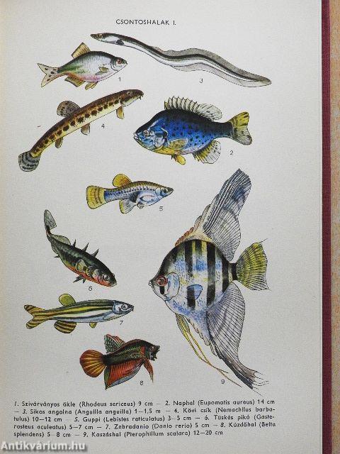 Természettudományi lexikon 1-6.