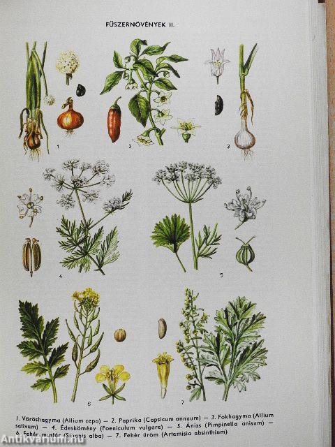 Természettudományi lexikon 1-6.