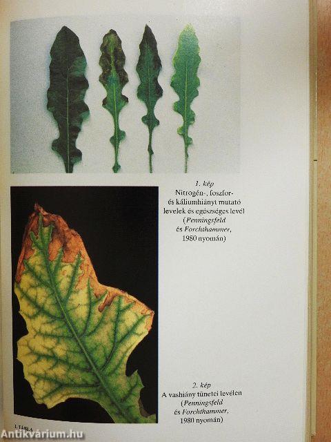 A gerbera termesztése