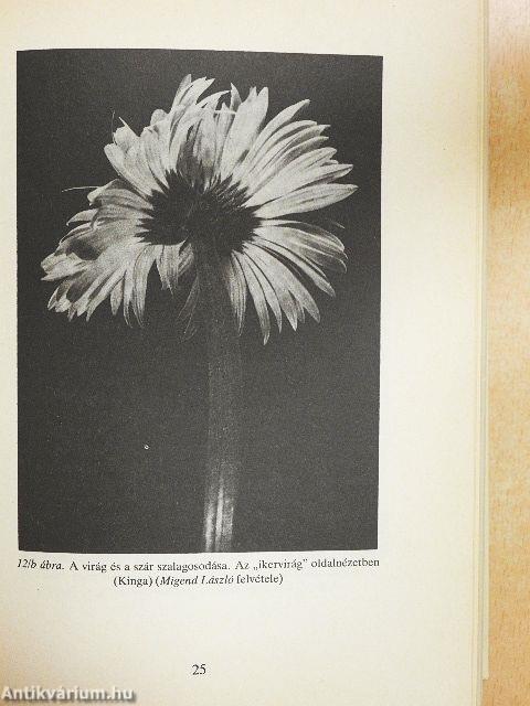 A gerbera termesztése