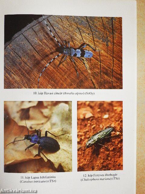 A Bakony rovarvilága