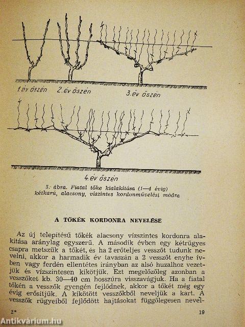 Szőlőtelepítési rendszerek és a művelés gépesítése